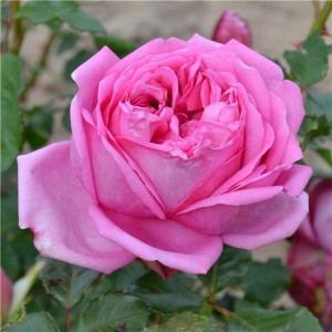 POMPADOUR (hybrid tea)